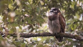 A Brown Wood Owl in its habitat - Free image #487217